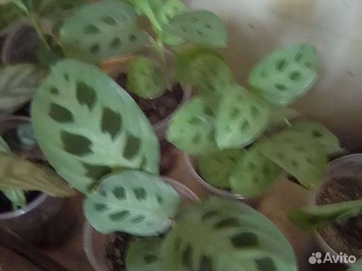 Маранта триколор