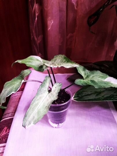 Сингониум в ассортименте