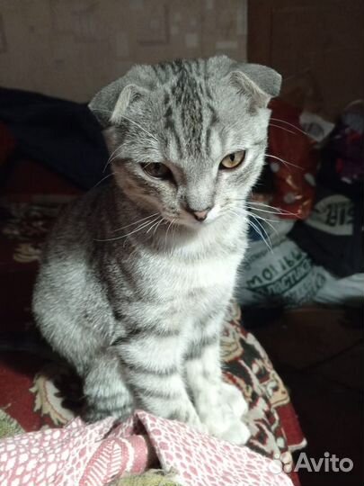 Котик в добрые ручки