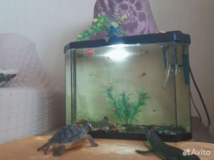 Аквариум с рыбками
