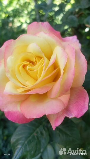 Роза глория дей