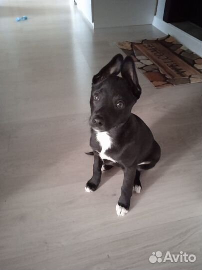 Собаки в дар