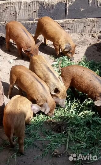 Поросята