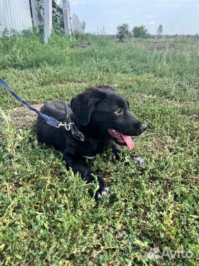 Коротколапая девочка