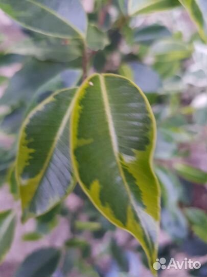 Комнатные растения цветы