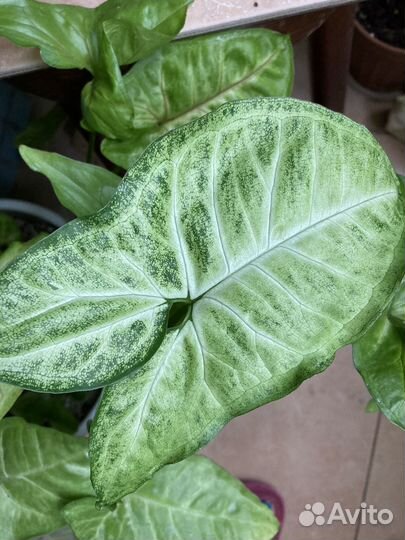 Сингониумы