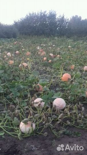 Продам тыкву