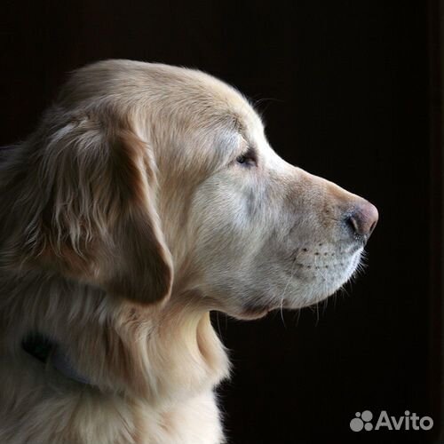 Рубец говяжий неочищеный резаный с доставкой