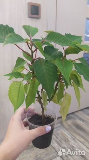 Пуансеттия (Рождественская звезда)