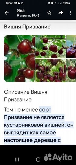 Черевишня(дюк)