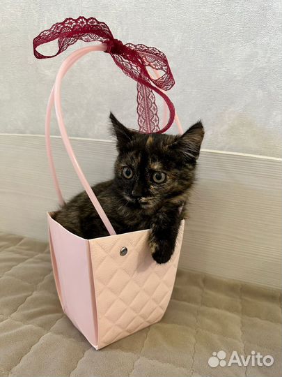 Котёнок Черепашка девочка, в добрые руки