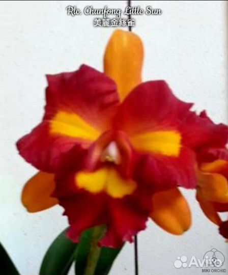 Каттлея Chunfong Little Sun