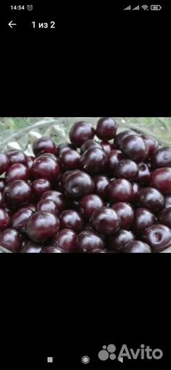 Яблоня груша слива вишня деревом