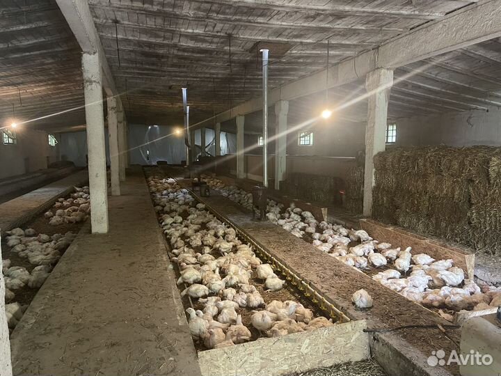Птичник, готовый бизнес