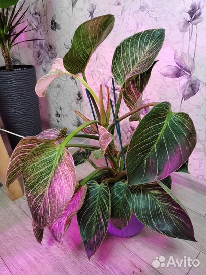 Филодендрон Биркин