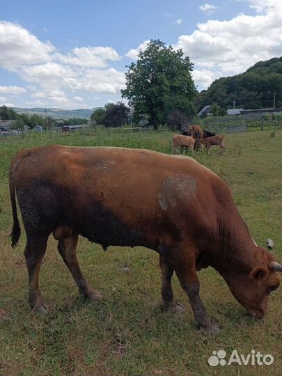 Быки на племя