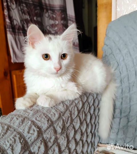 Белая ангорка в добрые руки