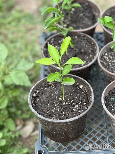 Саженцы мандаринового дерева