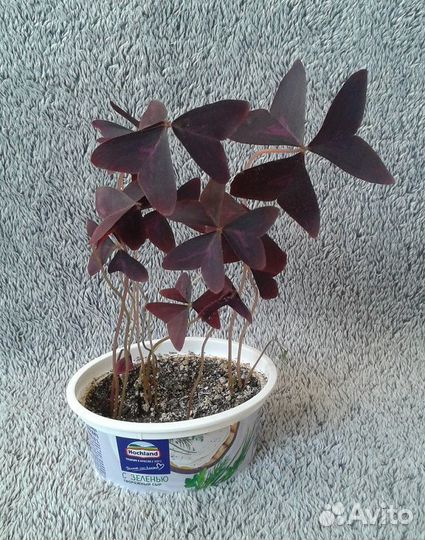 Оксалис Кислица, Пеперомия, Сеткреазия