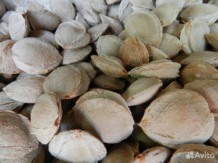 Абрикосовые косточки