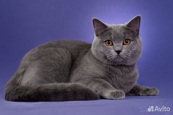 Шотландский кот вязка