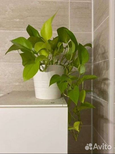 Эпипремнум сциндапсус неон