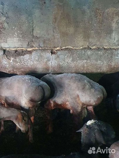 Эдильбаевские бараны