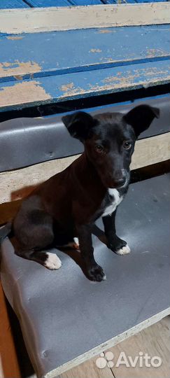 Щеночки в добрые руки