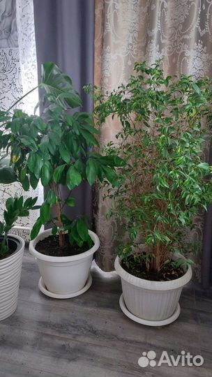 Фикус бенджамина пестролистный