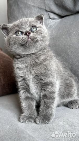 Британский вислоухий котенок