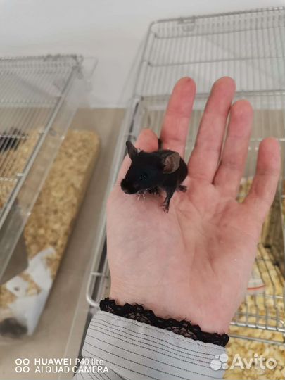 Декоративные мыши сатиновые