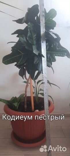 Комнатные цветы кодиеум