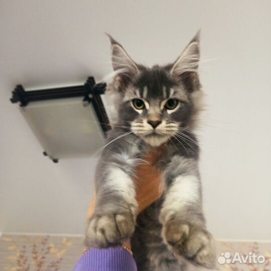 Мейн-кун кот