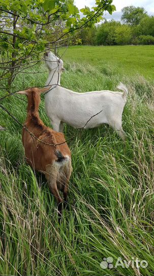 Козье молоко