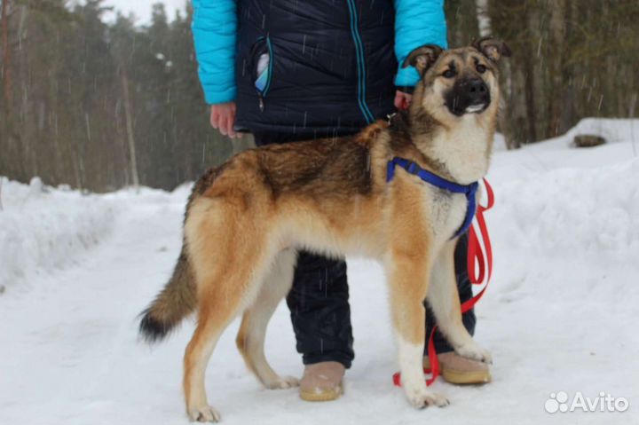 Лайка метис щенок Харви