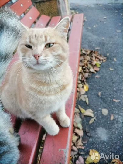 Рыжий бездомный молодой кот