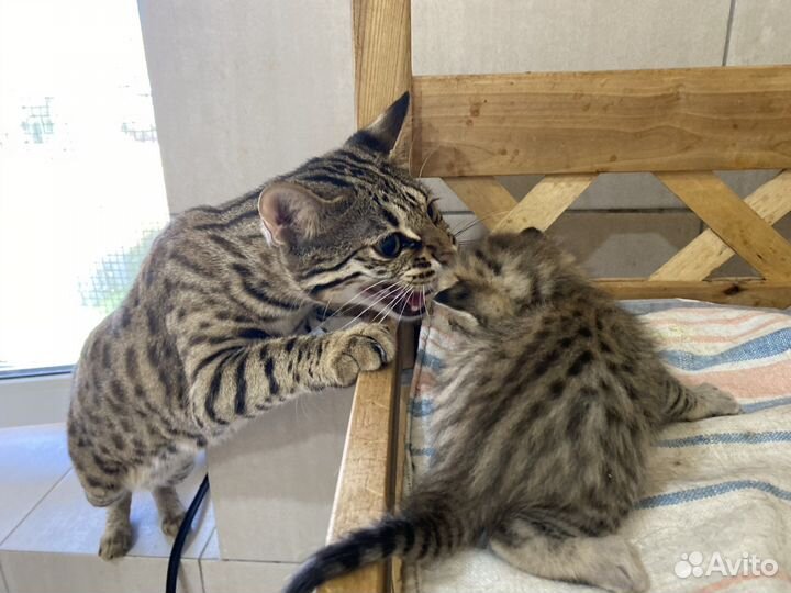 Алк котята ф2