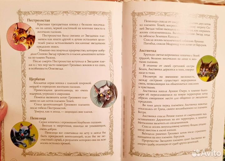 Коты воители 