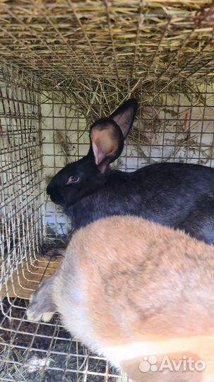 Кролики мясных пород