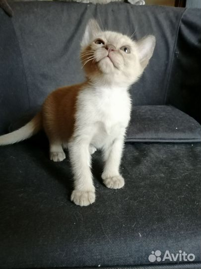 Бурманская