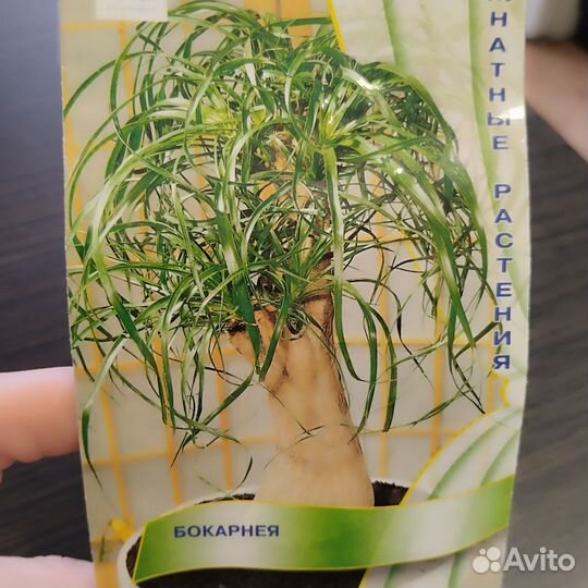 Бокарнея нолина