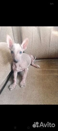 Собака китайский хохлатый