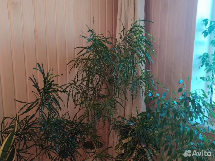 Кротон (кодиеум) Брызги шампанского