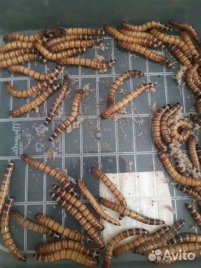 Кормовые насекомые - Зофобас, зоофобус, зоофобас