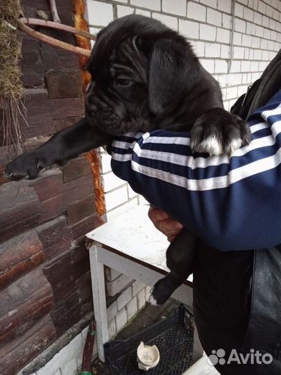 Щенки Кане Корсо