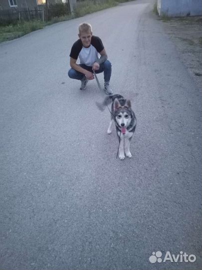 Сибирский хаски