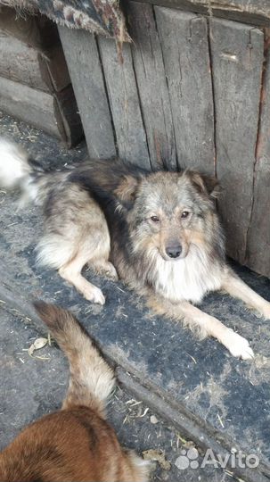 В добрые руки