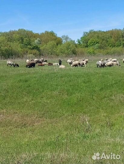 Овцы бараны матки ягнята