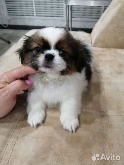 Щенки ши-тцу