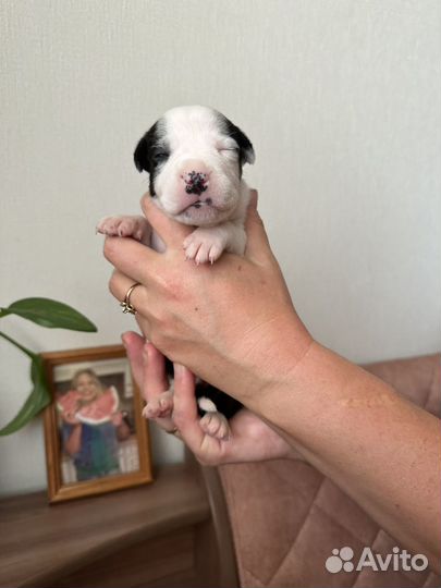 Щенки амстаффа